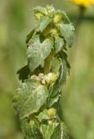 Mercurialis annua ssp ambigua Ramatuelle 060410 (63)