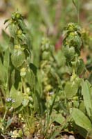 Mercurialis annua ssp ambigua Ramatuelle 060410 (64)