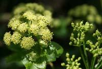 Smyrnum olusatrum Ramatuelle 060410 (54)
