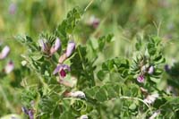 Vicia sativa Ramatuelle 060410 (70)
