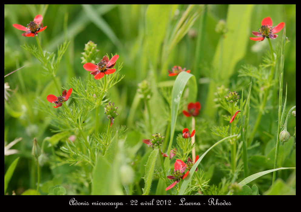 Adonis-microcarpa