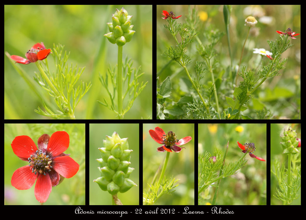 Adonis-microcarpa2