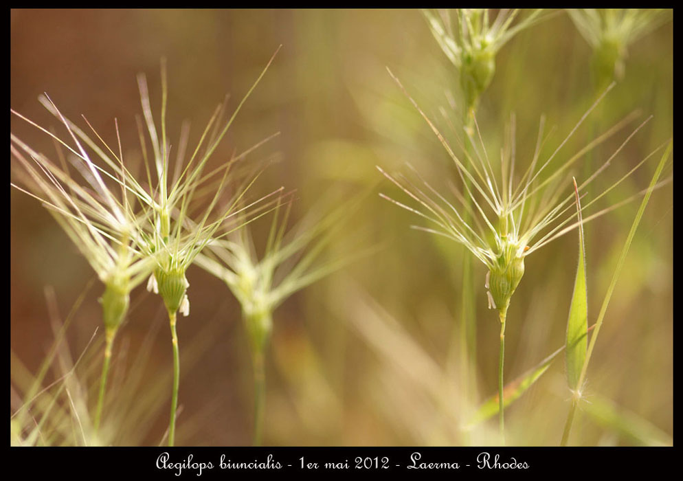 Aegilops-biuncialis