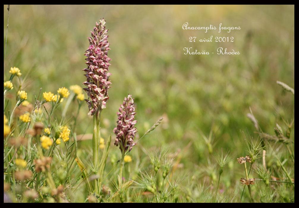 Anacamptis-fragans2