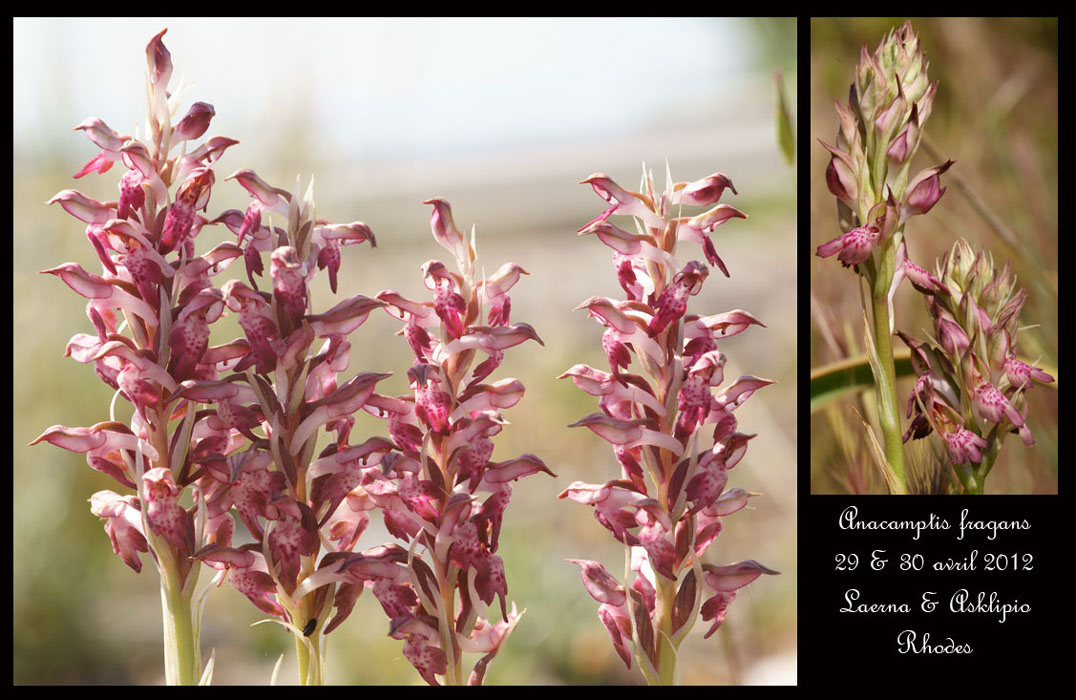 Anacamptis-fragans4