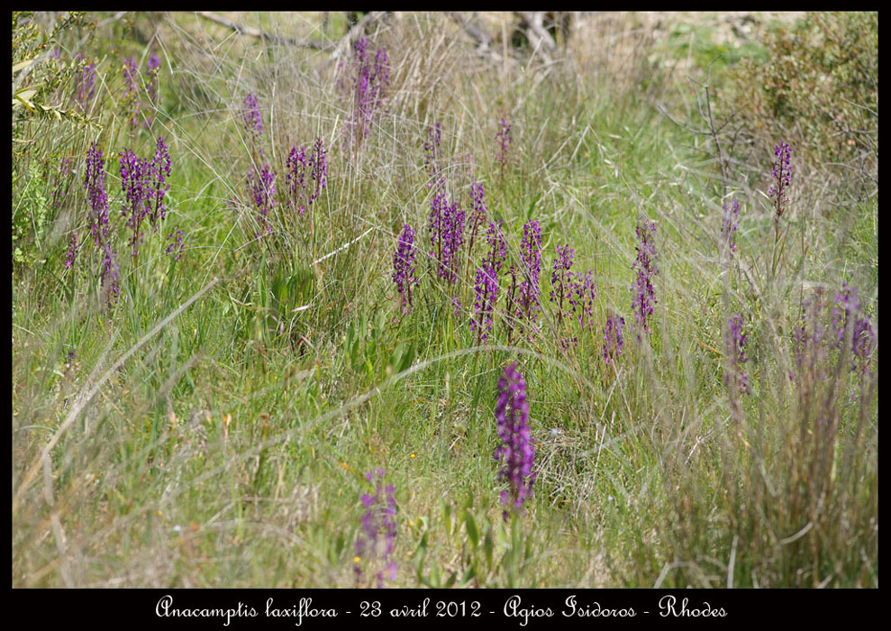Anacamptis-laxiflora