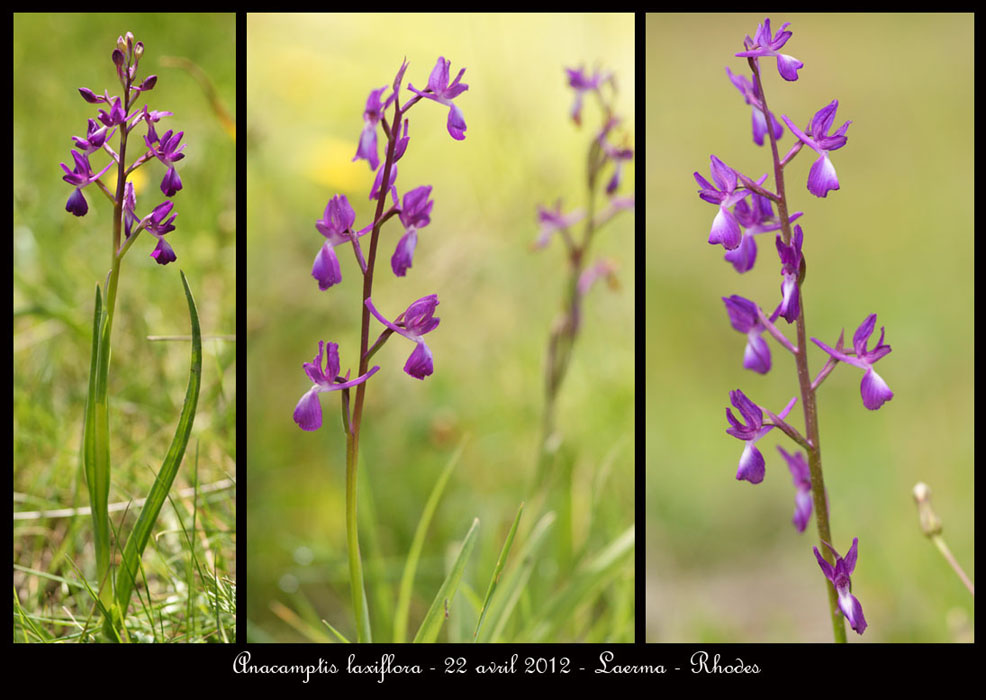Anacamptis-laxiflora3