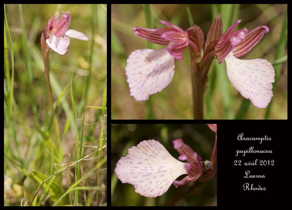 Anacamptis-papillonacea