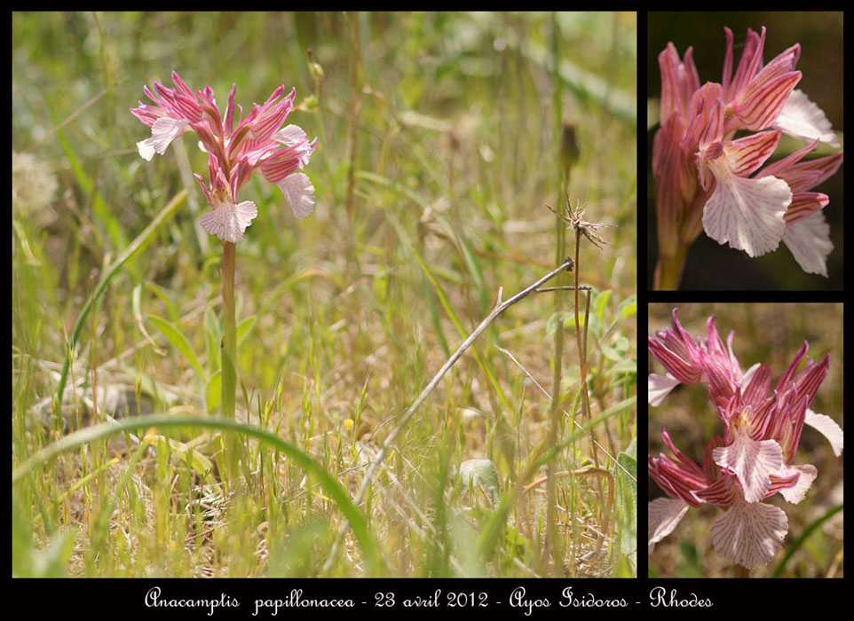 Anacamptis-papillonacea4