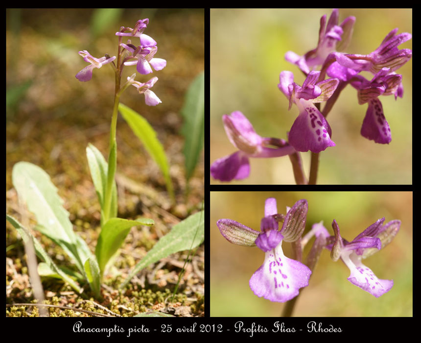 Anacamptis-picta