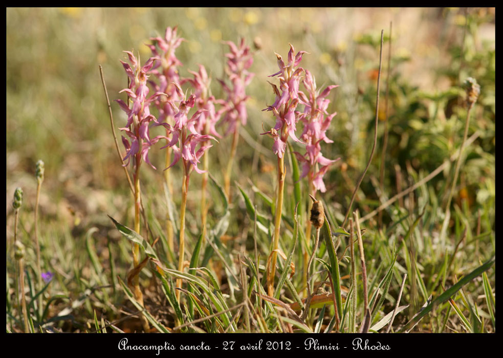 Anacamptis-sancta5