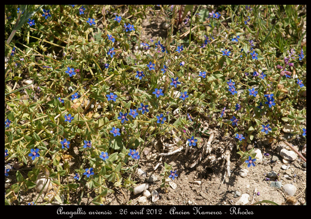 Anagallis-arvensis