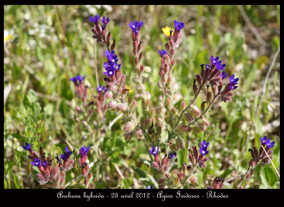 Anchusa-hybrida