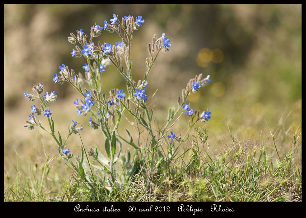 Anchusa-italica