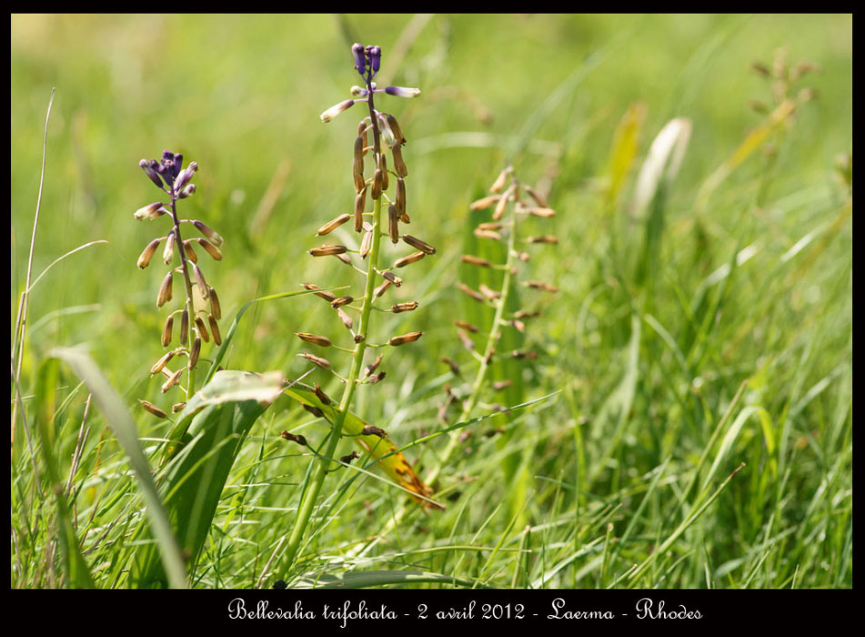 Bellevalia-trifoliata2