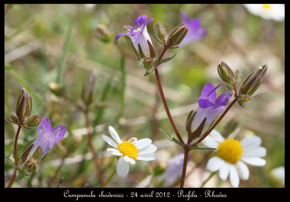 Campanula-rhodensis