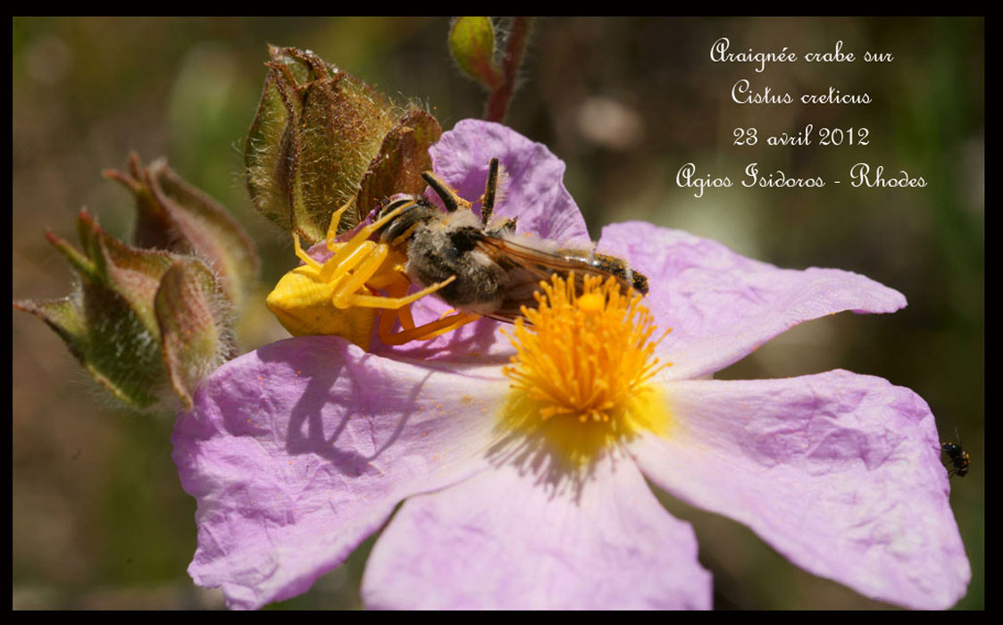 Cistus-creticus3