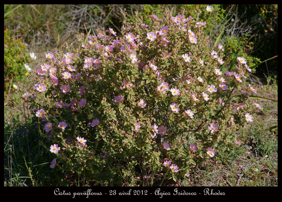 Cistus-parviflorus