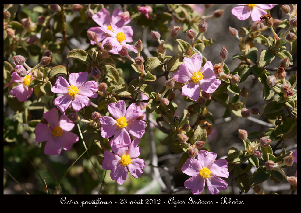 Cistus-parviflorus2