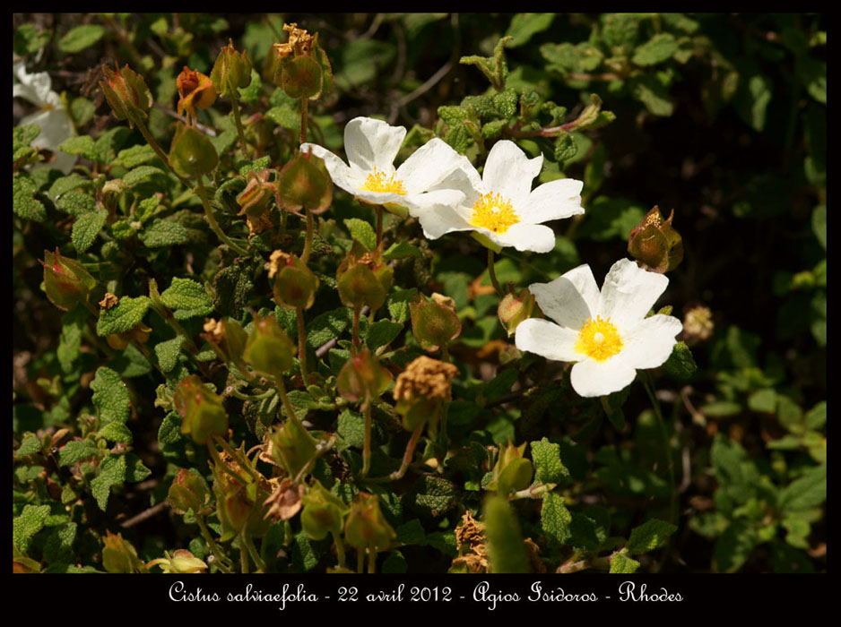 Cistus-salviaefolia