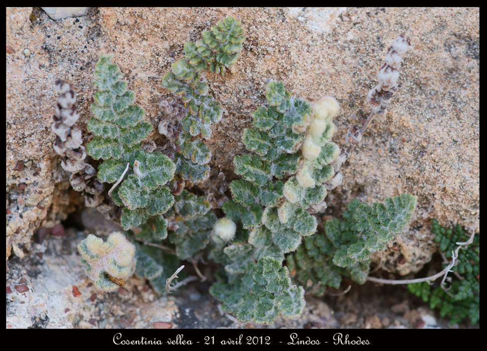 Cosentinia-vellea