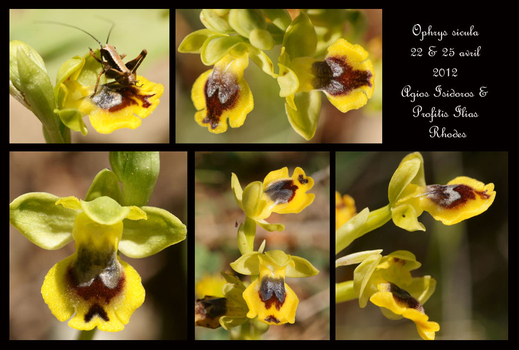 Ophrys-sicula2
