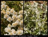 Achillea-cretica