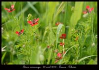 Adonis-microcarpa