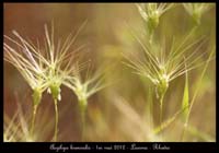 Aegilops-biuncialis