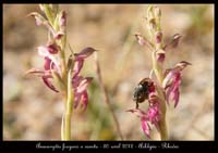 Anacamptis-fragans-x-sancta5