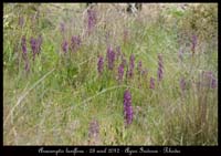 Anacamptis-laxiflora