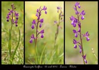 Anacamptis-laxiflora3