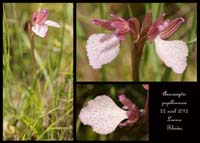 Anacamptis-papillonacea