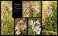 Anacamptis-papillonacea3