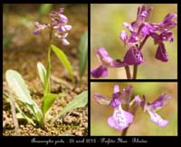 Anacamptis-picta