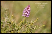 Anacamptis-pyramidalis