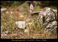 Anacamptis-pyramidalis3