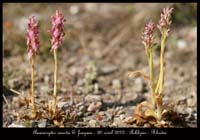 Anacamptis-sancta-&-fragans