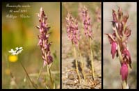 Anacamptis-sancta2