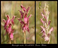 Anacamptis-sancta3