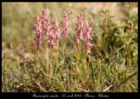 Anacamptis-sancta5