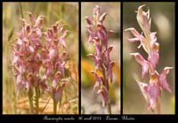 Anacamptis-sancta7