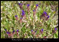 Anchusa-hybrida