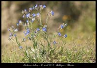 Anchusa-italica
