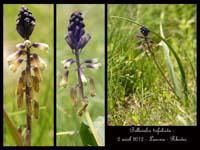 Bellevalia-trifoliata
