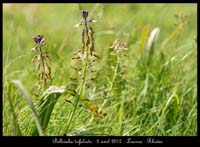 Bellevalia-trifoliata2