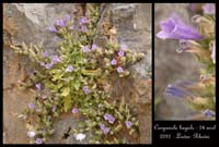 Campanula-hagiela