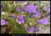 Campanula-hagiela2