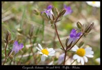 Campanula-rhodensis