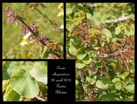 Cercis-siliquastrum